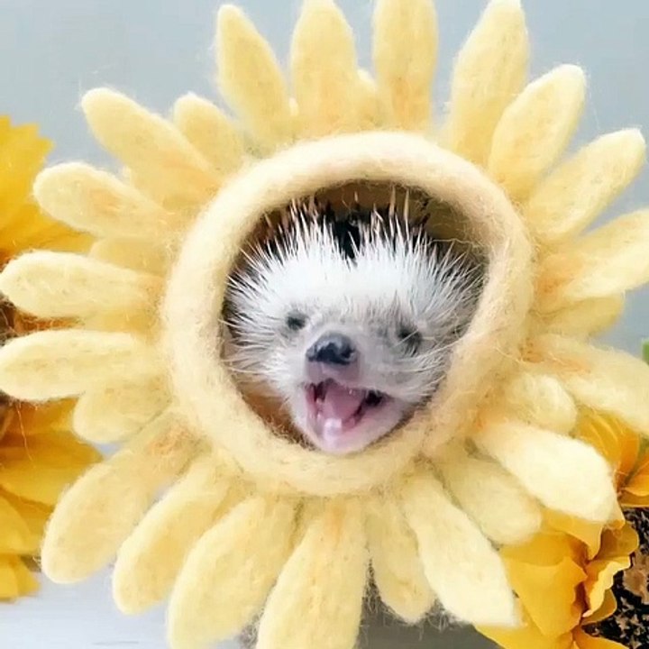 Cet hérisson joue à fermer les yeux. Trop mimi !