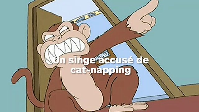 Un singe kidnappe un chaton et s’enfuit avec son otage qu’il refuse de lâcher malgré les bananes qu’on lui offre !