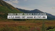 Environnement : Donald Trump cherche à exploiter la plus grande forêt sauvage des Etats-Unis
