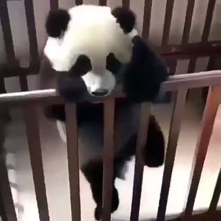 Quand bébé panda tente de s'échapper de son berceau. Trop chou
