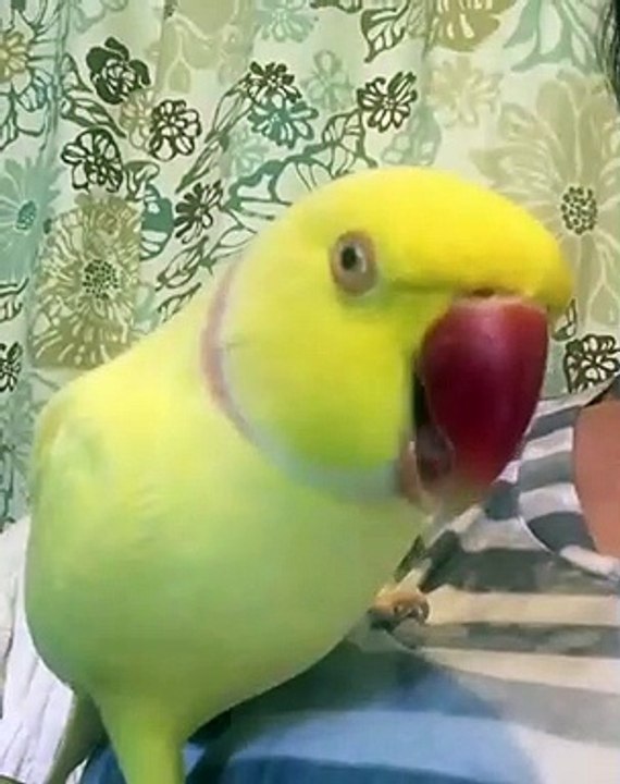 Cette perruche dit une chose très surprenante. Ecoutez !