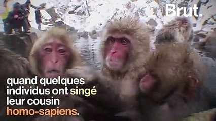 Pourquoi certains macaques aiment les sources d'eau chaude ?