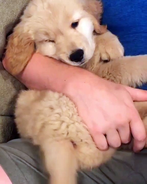 Ces moments de câlins entre ce Golden et sa maman sont précieux. Observez les