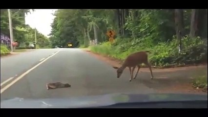 Quand une biche vient au secours de son faon terrorisé au milieu d’une route