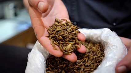 Равиоли с червячками: вкусно и полезно