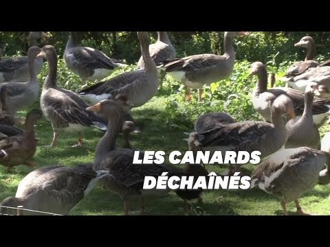 Ces canards envoient leur propriétaire au tribunal à cause de leurs caquètements trop forts