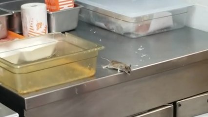 Une souris saute dans une friteuse chaude dans un restaurant