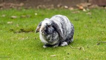 Problemas comunes en conejos