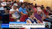 Produção de Banana Biológica na Madeira aumentou em 50%