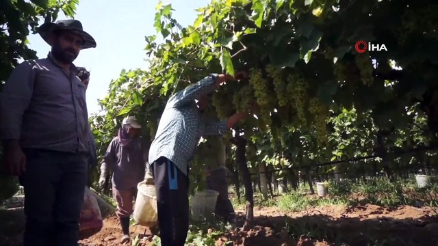 Kuru Üzüm Fiyatına Müdahale Üreticiyi Sevindirdi