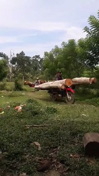 Charger des troncs d'arbres en Inde