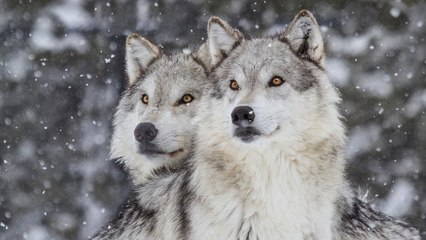 ¿Acabarán los lobos domesticados?