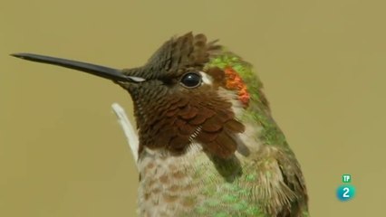 LOS ANIMALES DE  ALTO VUELO  - DOCUMENTAL