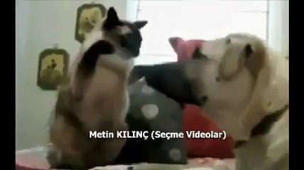 Köpeği döven kedi mutlaka izleyin pişman olmayın