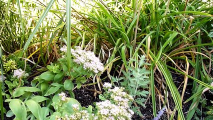La sonnerie du tocsin à Neufchâteau
