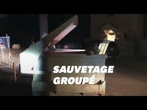 Un ourson bloqué dans une poubelle délivré... sous les yeux de sa famille