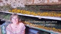 Corinne Diemunsch soigne ses vignes avec les plantes aromatiques qu'elle produit