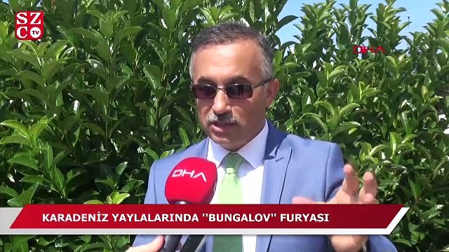 Karadeniz yaylalarında 'bungolav' furyası