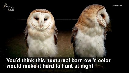 The Latest Barn Owl Videos On Dailymotion