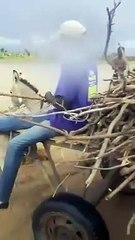 Cet insouciant a presque sacrifié les ânes