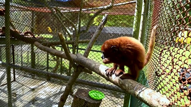 Animales silvestres como mascotas, amenaza para la fauna en Colombia