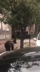 Quand deux ours tombent d'un arbre en pleine ville à Aspen - Colorado !