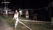 Il découvre 3 kangourous en pleine confrontation dans son jardin en pleine nuit