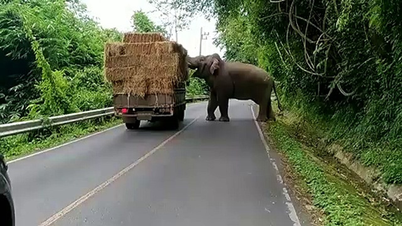 Un éléphant stoppe un camion et se sert en foin... Mieux que le restaurant