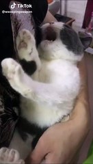 Ce chat est pire qu'un gamin... Tellement capricieux
