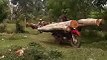 Voilà comment on transporte les gros troncs d'arbres en Inde
