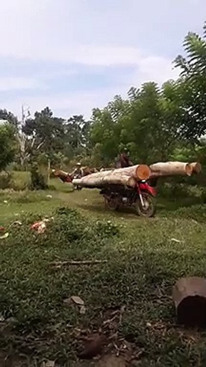 Voilà comment on transporte les gros troncs d'arbres en Inde