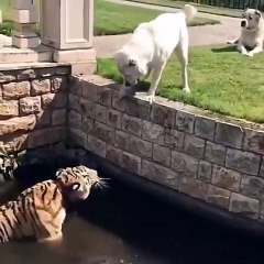 Ce chien veut à tout prix jouer avec un tigre