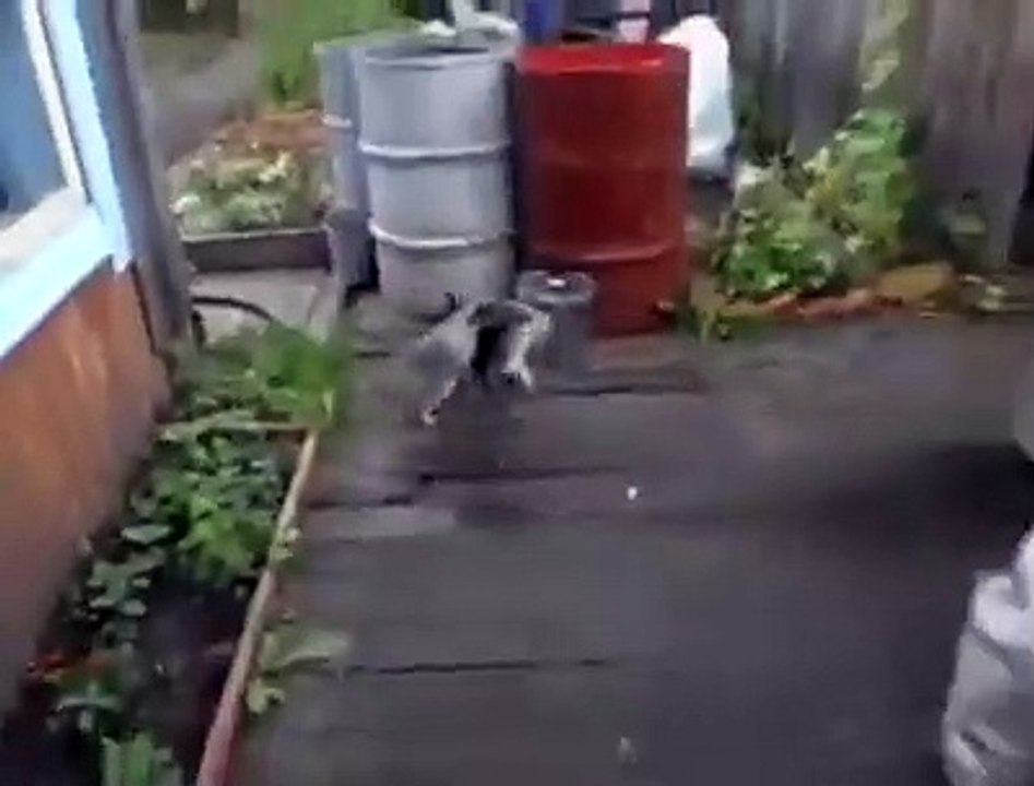 Kedi kediyi sırtında taşır mutlaka izleyin pişman olmayın