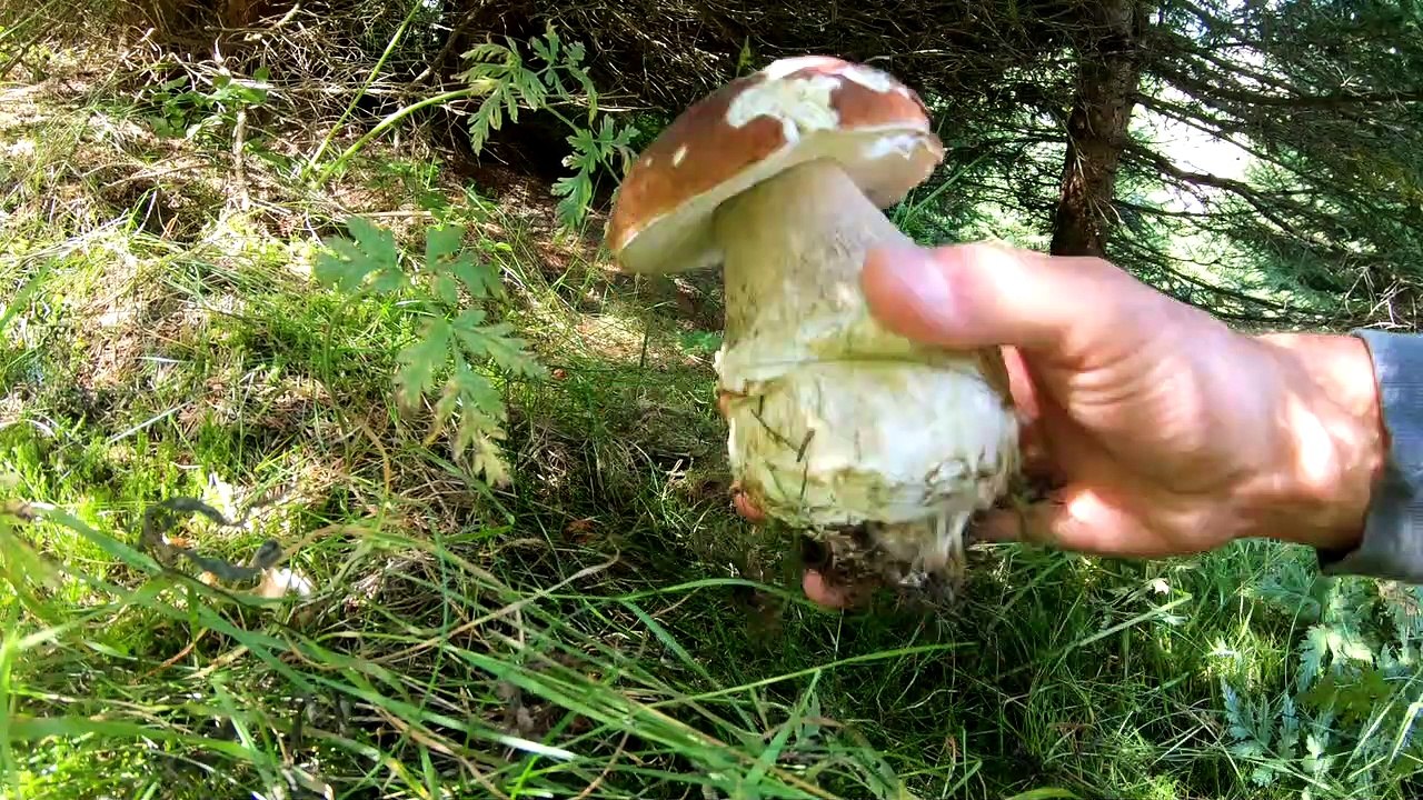 FUNGHI PORCINI 2019 Porcini fra i mirtilli di f...