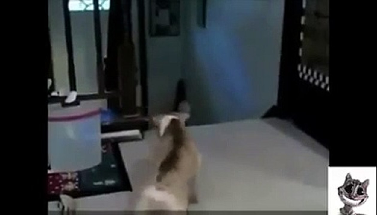Kediden korkan köpekler mutlaka izleyin