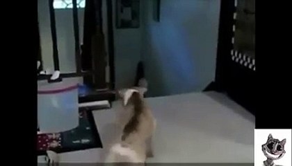 Kediden korkan köpekler mutlaka izleyin