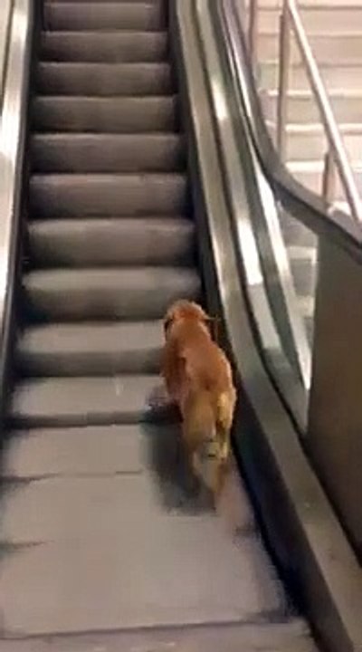 Yürüyen merdivene köpek binerse