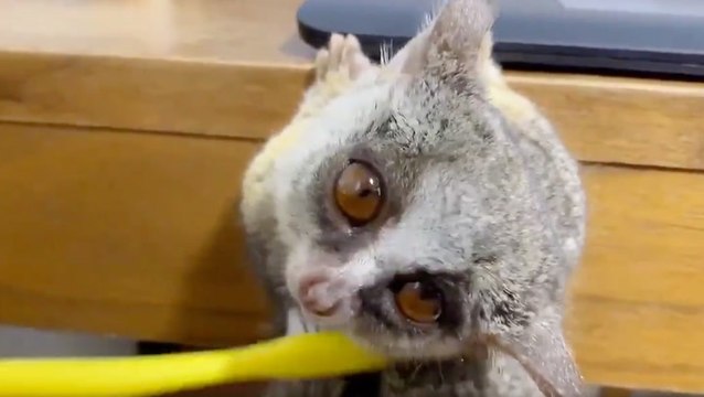 Bush Baby Enjoys Getting Brushed