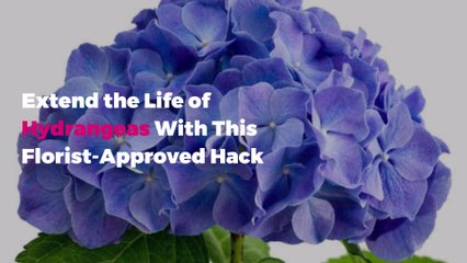 Extend the Life of Hydrangeas With This Florist-Approved Flower Hack
