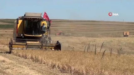 - Vali Balcı biçerdöverle hasat yaptı