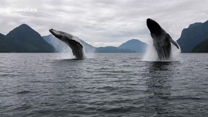 Spectacular moment two humpback whales synchronize with perfectly timed double breach