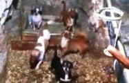 Nocera Inferiore (SA) - Piccoli cani Chihuahua in allevamento lager (05.09.19)