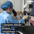 En Chine, un chat cloné à des fins commerciales