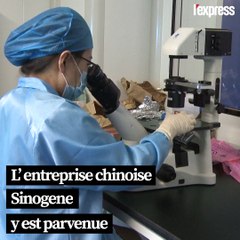 En Chine, un chat cloné à des fins commerciales