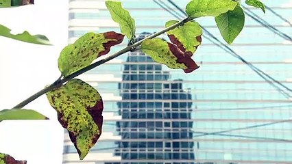 9월 4일 김진의 돌직구쇼 오프닝