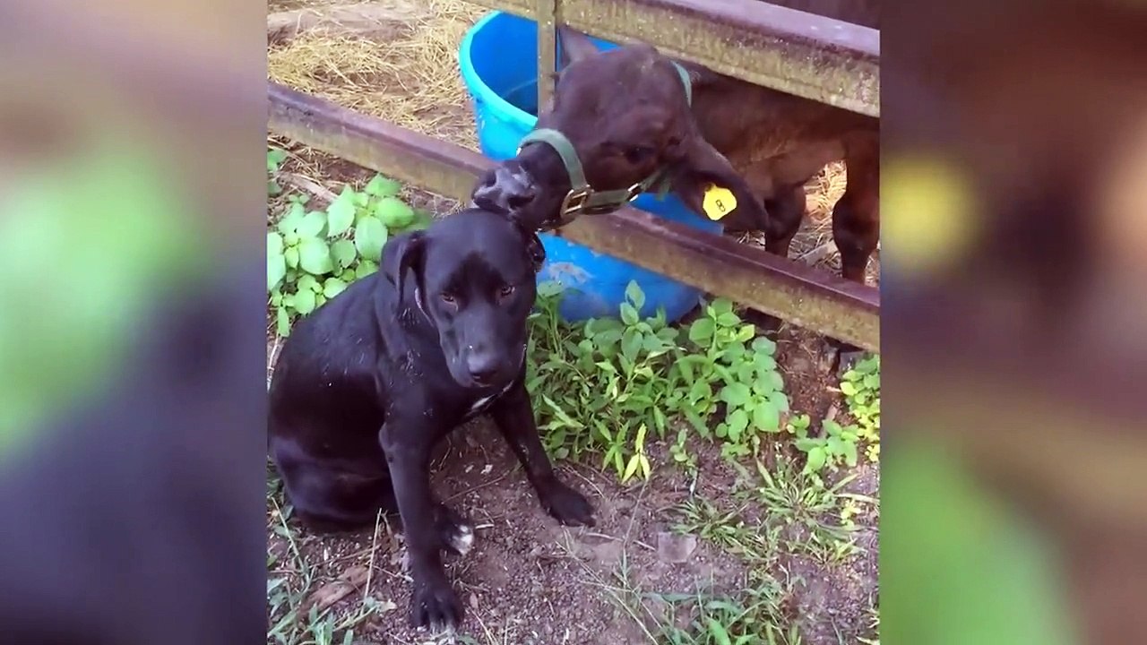 Cutest Animal Friendships Compilation 2017- Funny Pet Videos