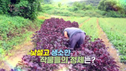 연 매출 10억! 특용작물로 미래를 열다_영농한 농담 19회 예고
