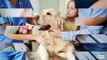 Common Nutrition-Related Dog Illness in Simi Valley Patients