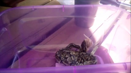 Snake Eating Her Meat (Re-Edited and Censored)
