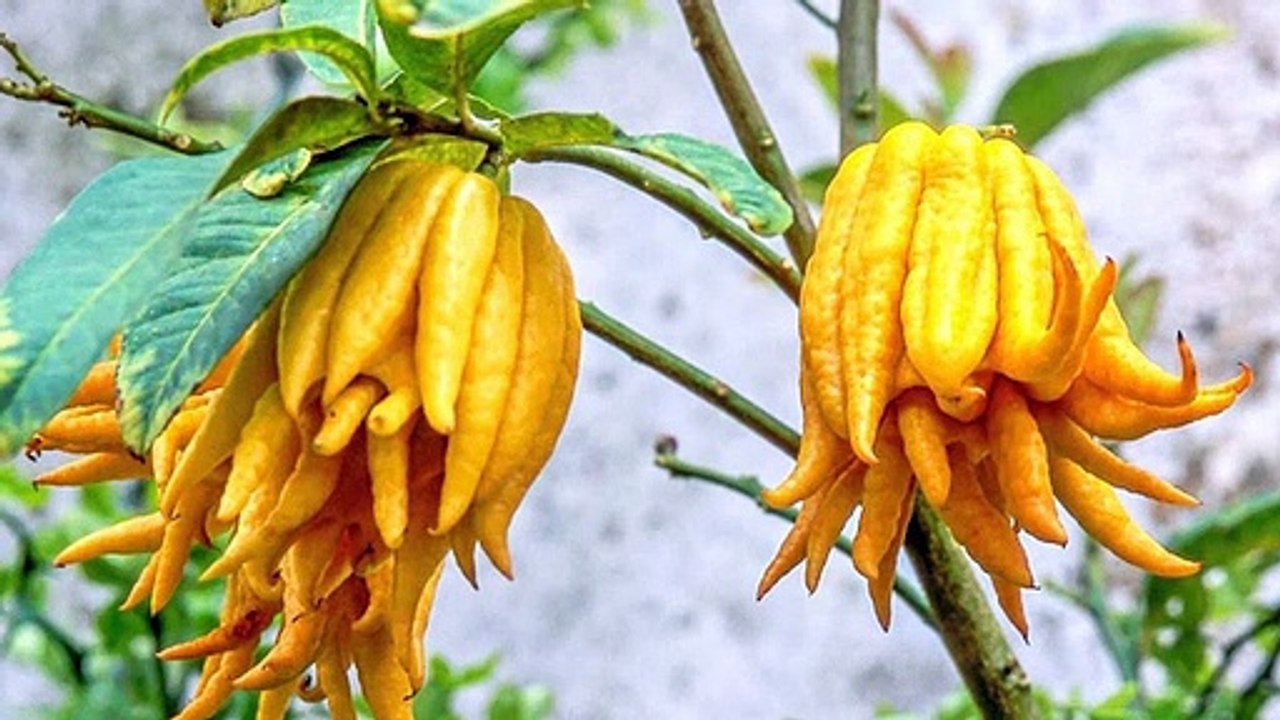 Amazing Health Benefits Of Hand Of Buddha Fruit -citron- Nuturemite